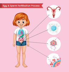 Scientific medical illustration of fertilization process