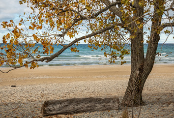 Tree on sand beach in autumn fall colour North beach Ontario Canada