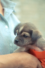 a stray puppy adopted in a red bag