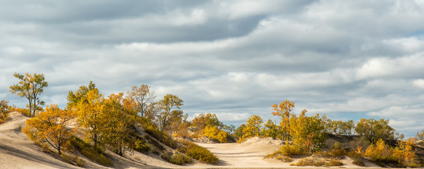 trees in sand dunes in autumn fall colour Sandbanks park Ontario Canada