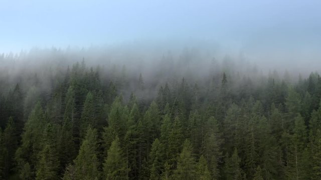 Aerial Footage of the Conifers Forest and the Clouds Passing By. Alpine Weather.