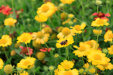 Yellow Gaillardia, blanket flower with bee close-up