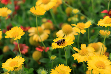 Yellow Gaillardia, blanket flower with bee close-up