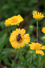 Yellow Gaillardia, blanket flower with bee close-up