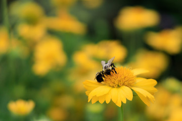 Yellow Gaillardia, blanket flower with bees close-up