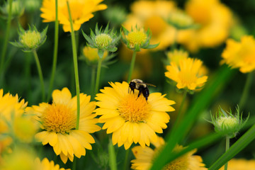 Yellow Gaillardia, blanket flower with bee close-up