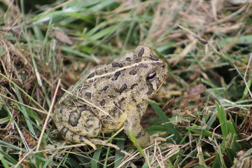 toad in grass