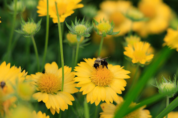 Yellow Gaillardia, blanket flower with bee close-up