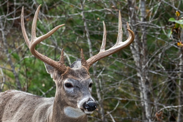Naklejka na ściany i meble Buck white tailed deer with large antelers