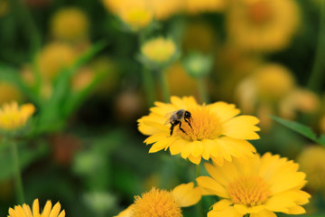 Yellow Gaillardia, blanket flower with bee close-up
