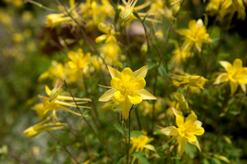 Yellow columbine in full bloom