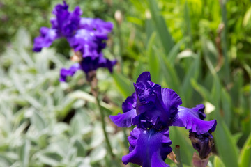 Purple Iris in full bloom