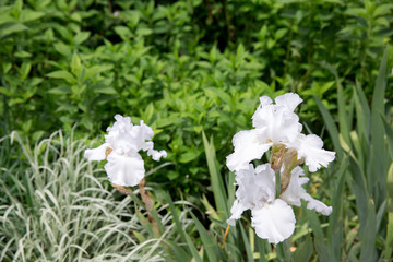 Fototapeta na wymiar White Iris in full bloom