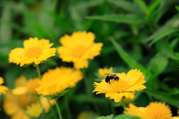 Yellow Gaillardia, blanket flower with bee close-up
