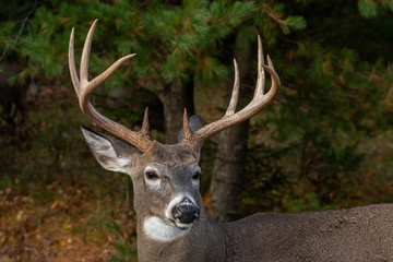 Buck white tailed deer with large antelers
