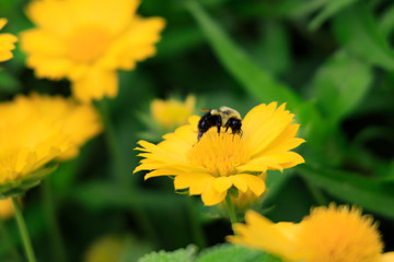 Yellow Gaillardia, blanket flower with bee close-up