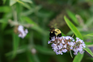 Bumblebee on purple flower close-up