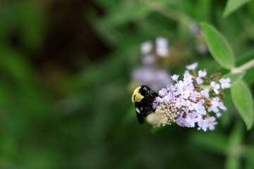 Bumblebee on purple flower close-up