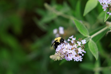 Bumblebee on purple flower close-up