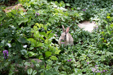 Bunny eating plant in the garden