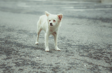 White stray dog lying on the road outdoors