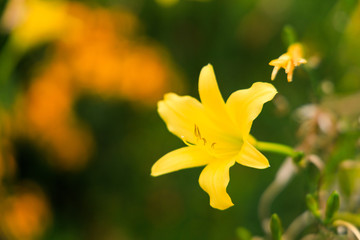Fototapeta premium Field of yellow and daylilies Close-up 