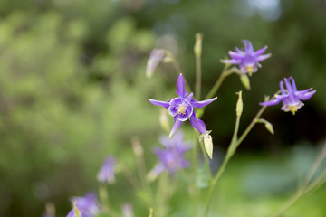 Violet Columbine in full bloom