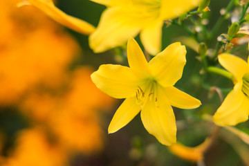 Fototapeta premium Field of yellow and daylilies Close-up 