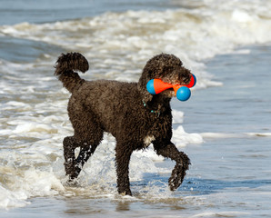 Black toy poodle dog playing in the surf at the beach with a chew toy in his mouth