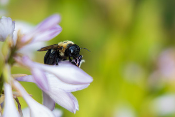 Bumblebee on purple flower close-up