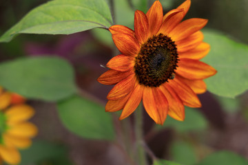 Burnt orange sunflower, close-up