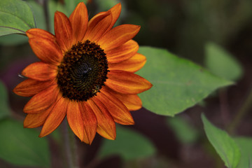 Burnt orange sunflower with bee, close-up