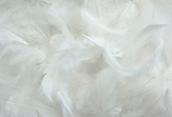 solf white feathers background
