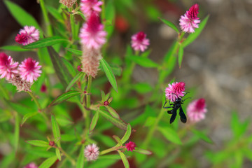 Bee on Celosia Flamingo flower close-up