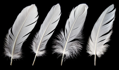 set of white bird feathers isolated on black background