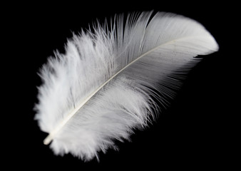 Obraz premium white feather on black background