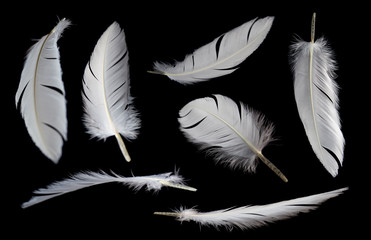 set of white feathers bird isolated on black background