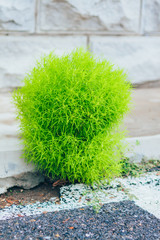Outdoor roadside verdant broom and stone background