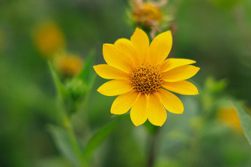 Wide-leaved sunflower close-up