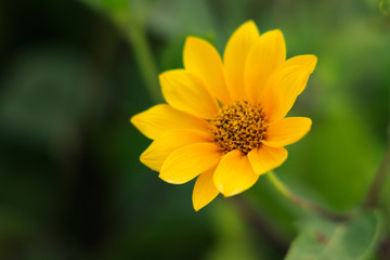 Wide-leaved sunflower close-up