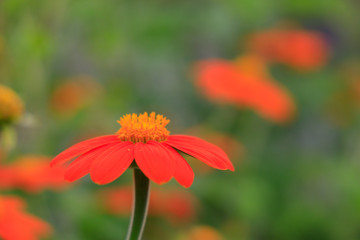 Pink and orange Gerbera Daisy close-up