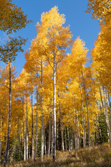 Beautiful Aspen Trees in Autumn
