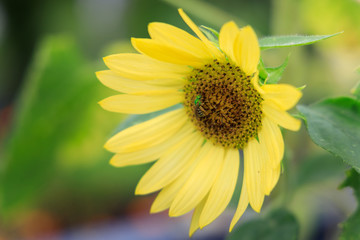Small pale sunflower with bee close-up
