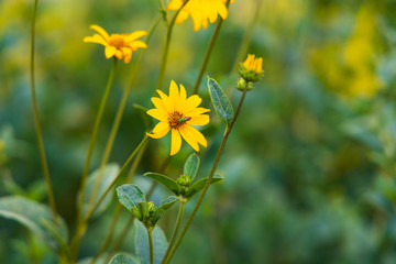 Wide-leaved sunflower close-up
