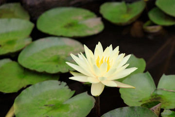 White water lily close-up
