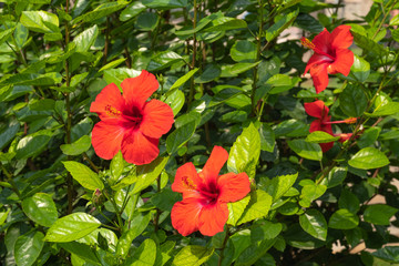 Hibiscus flower blossom