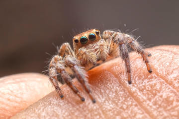 Close up of the jumping spiger on hand. Selective focus of the yellow spider on finger in the morning.