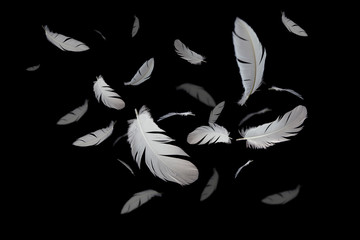 abstract white feather bird floating in the dark