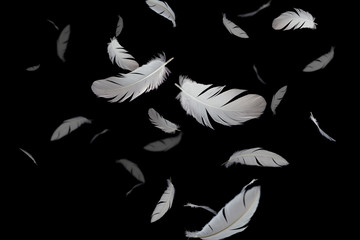abstract white feathers floating in the dark