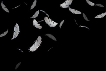 abstract white feathers falling down in the dark